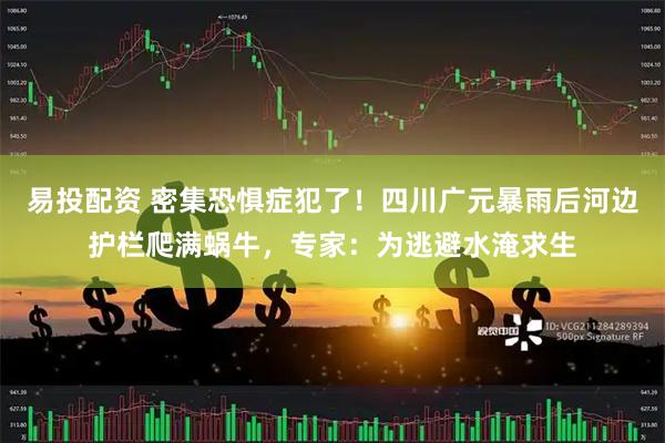 易投配资 密集恐惧症犯了！四川广元暴雨后河边护栏爬满蜗牛，专家：为逃避水淹求生